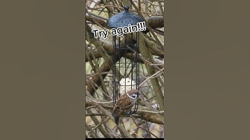 The Eurasian tree sparrow (Passer montanus)  ✨️ #bird #sparrow #nature #wildlife