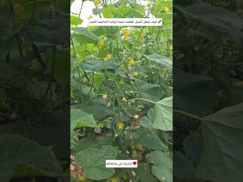 اليوم 40 من زراعة الخيار اليوم راح نعطي اسمدا لزيادة النتائجيه الخيار