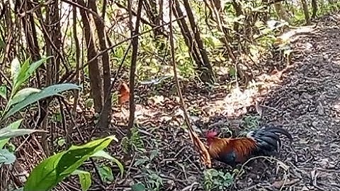 Dib qaib qus tuaj zoo heev li 20/4/2025