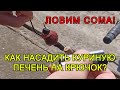 Как насадить куриную печень на крючок! Как ловить сома на донку! Рыбалка на сома! Как ловить сома!