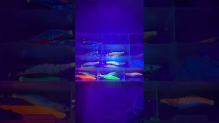 Pêche En Mer 17 Calamars