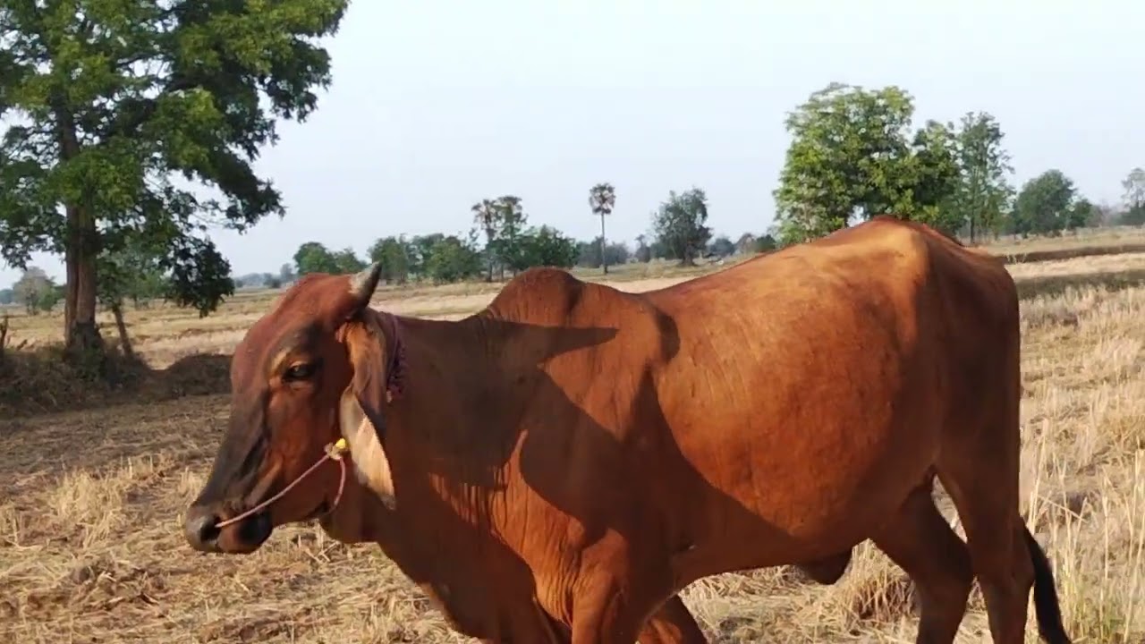 หางตัวเหมิดมื้อ