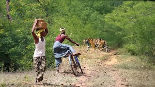 Tiger Attack Man In The Forest Royal Bengal Tiger Attack Survival Story