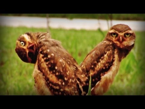 stray-owls