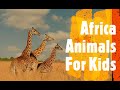 African Wildlife For Kids!