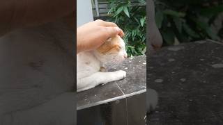 বিড়াল একটু পোষা প্রাণী" Biral akti posha prani #viral #viralvideo #shortvideo