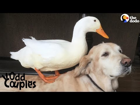 Dog Is Completely Obsessed With His Duck Brother | The Dodo Odd Couples