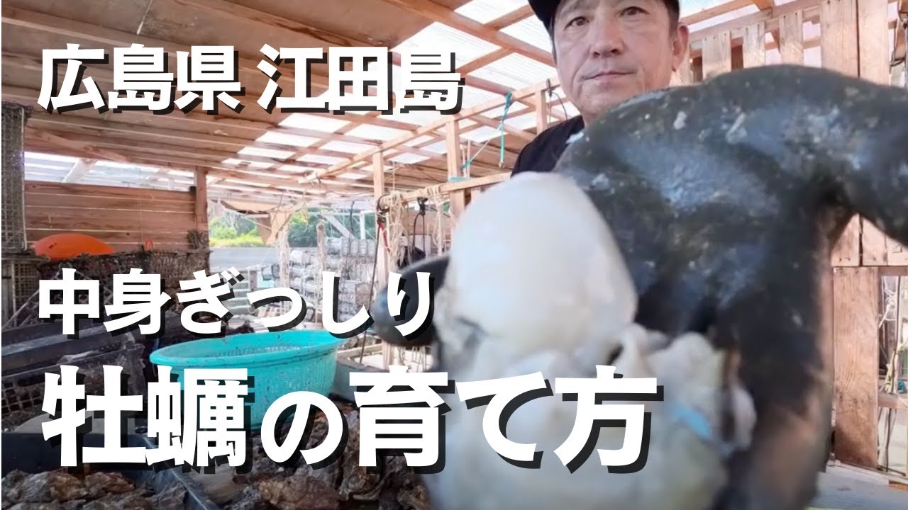 【牡蠣養殖】広島カキ養殖！私のやり方。