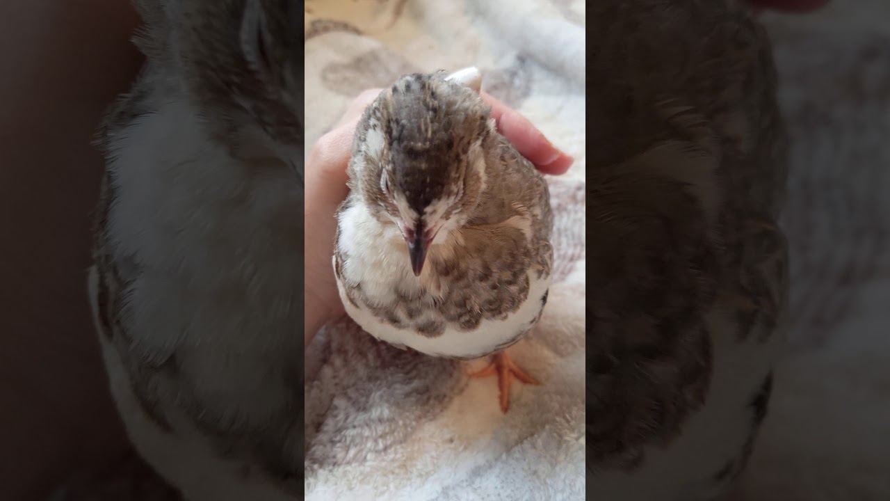 Quail Love 