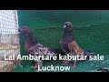 Lal ambarsare kabootar sale for in lucknow 70074 25768 pigeon loft india
