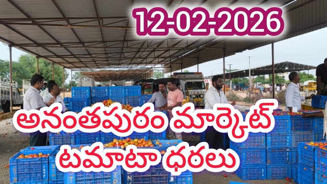 Anantapur tomato market rates/today tomato market rates 