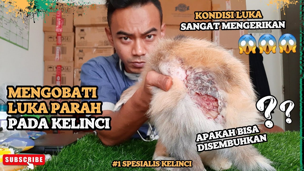 MENGOBATI KELINCI LUKA PARAH, APA OBAT KELINCI LUKA ? 