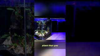 Buce: The AMAZING Aquarium Plant for Beginners!