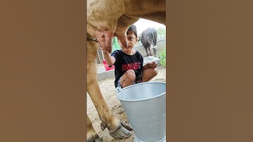 Thumbnail of small choti gaiya gtttyt hggfy #love #song #funny
