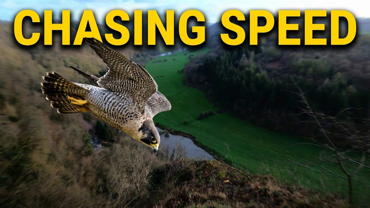 A Day With The Peregrine Falcon At Symonds Yat YouTube a-day-with-the-peregrine-falcon-at-symonds-yat-youtube