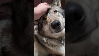 Do Wolves Like Snuggles?