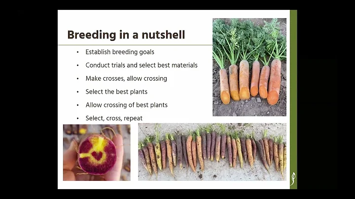Breeding Carrots for Production, Resilience, Flavo...