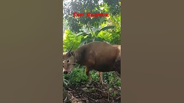 sapi ngamuk saat mau di potong #shorts
