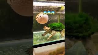 أغرب فيديو 🙀 سمكة البالون 🐡 ضد سلحفاة القاطور النهاشة 🐢