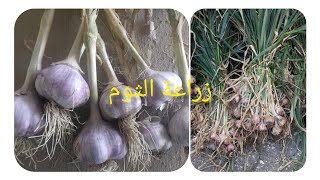 طريقة زراعة الثوم في المنزل بمنتهى السهولة ، garlic