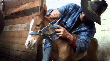 Foal Halter Training