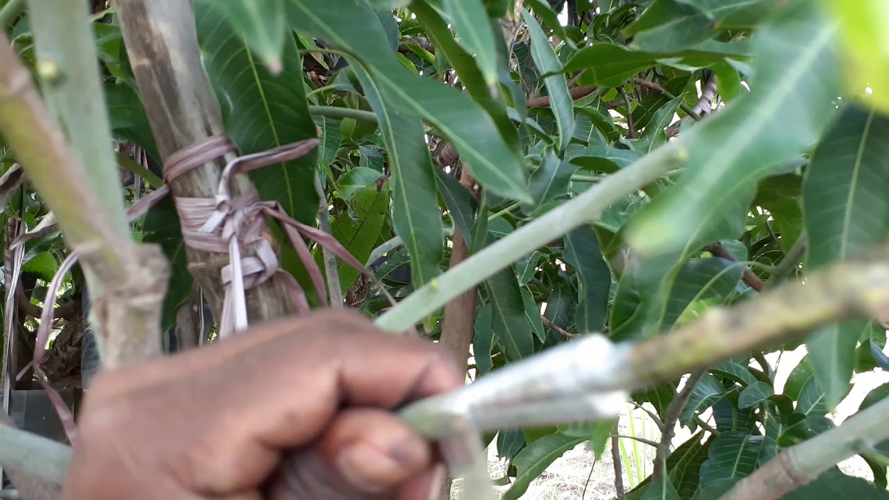 New archiving grafting mango plants with many varieties on one plants