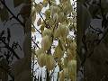 Белые цветы-колокольчики на пальмах в Абхазии ( Белена)