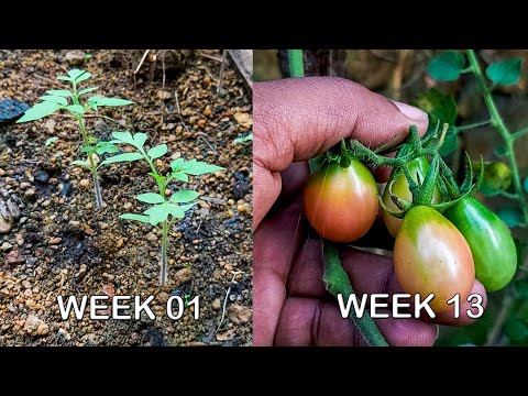 How To Plant Roma Tomatoes From Seeds