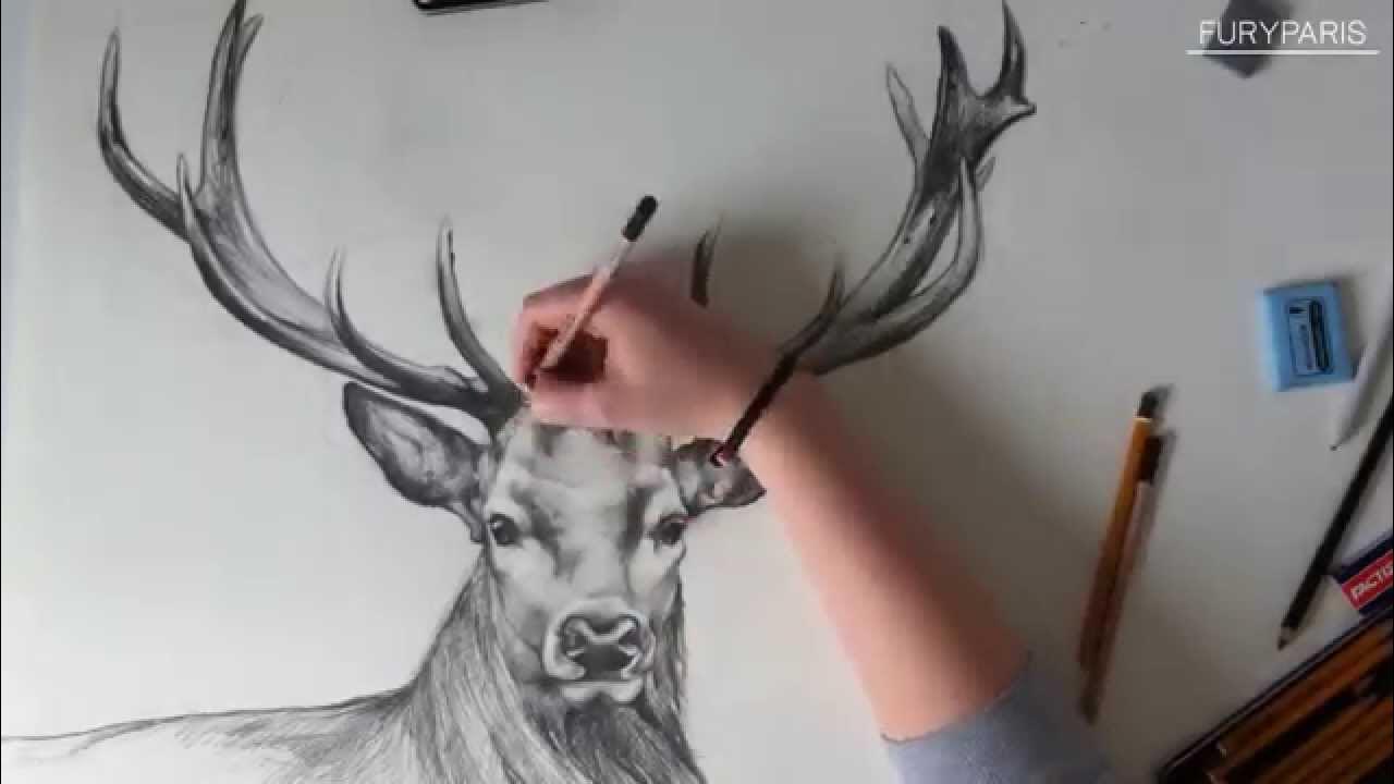 Fast drawing deer / Szybki rysunek jelenia - YouTube