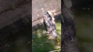 iiii thấy ghê quá #shortvideo