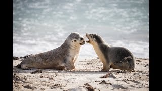 Kangaroo Island Photography Tour