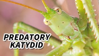 Predatory Katydid Facts: the CARNIVOROUS Katydid | Animal Fact Files