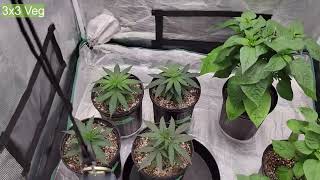 Zoltrix Grower GIANT HOME CANNABIS GARDEN UPDATE!   WEEK 6 #zoltrixgrower #organic #cannabis #epic