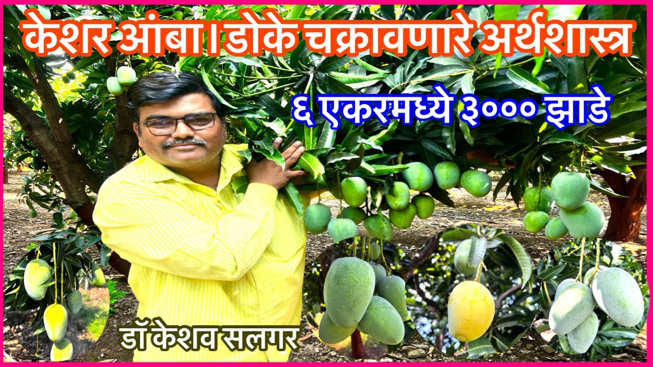 केशर आंबा ६ एकरात 3000 झाडे डोके चक्रावणारे अर्थशास्त्र