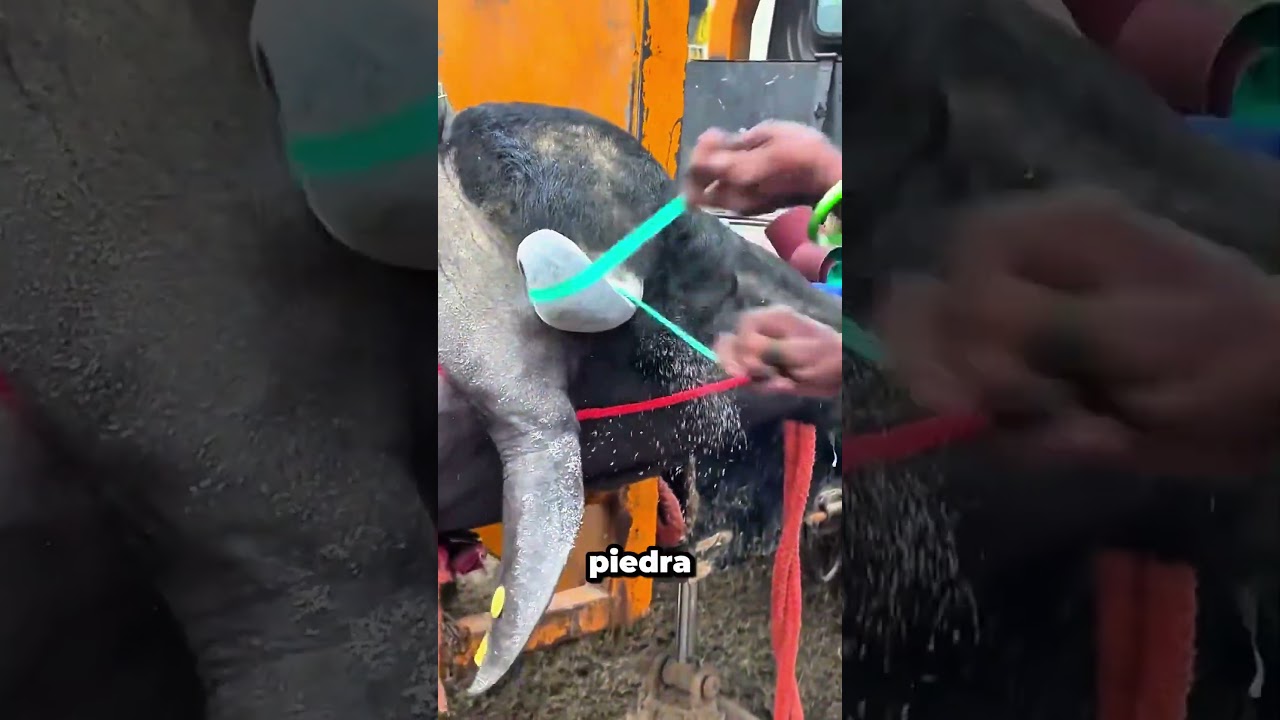 ¡Así se vende un búfalo por 8 mil dólares!