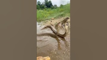 Nagin 😡 🔥🤔 #song #music #shorts #short #dance #vlog #video #video #shortvideo #youtube #trending #dj