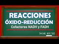 Reacciones Óxido-Reducción: Cofactores NADH y FADH | Bioquímica