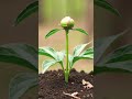 Living Green: Nature's Miracle in Motion 🌱