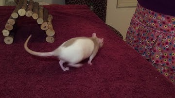 Clicker-Training: Shaping a Rat to Go Through a Tunnel