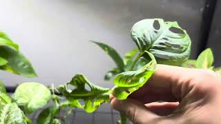 كيف استخدم الاضاءة الاصطناعية للنباتات .- ٤ انواع من الاضاءة الصناعية للنباتات الداخلية