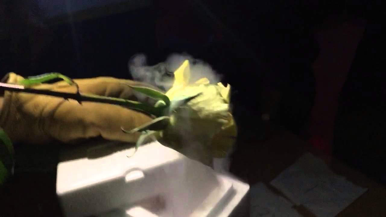 Liquid nitrogen roses YouTube