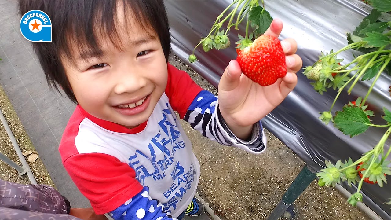 Strawberry picking -Gacchan - YouTube