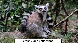 Lemur Video Collections | Best Lemur Videos | Cute Lemur Video Collection 2023 screenshot 5