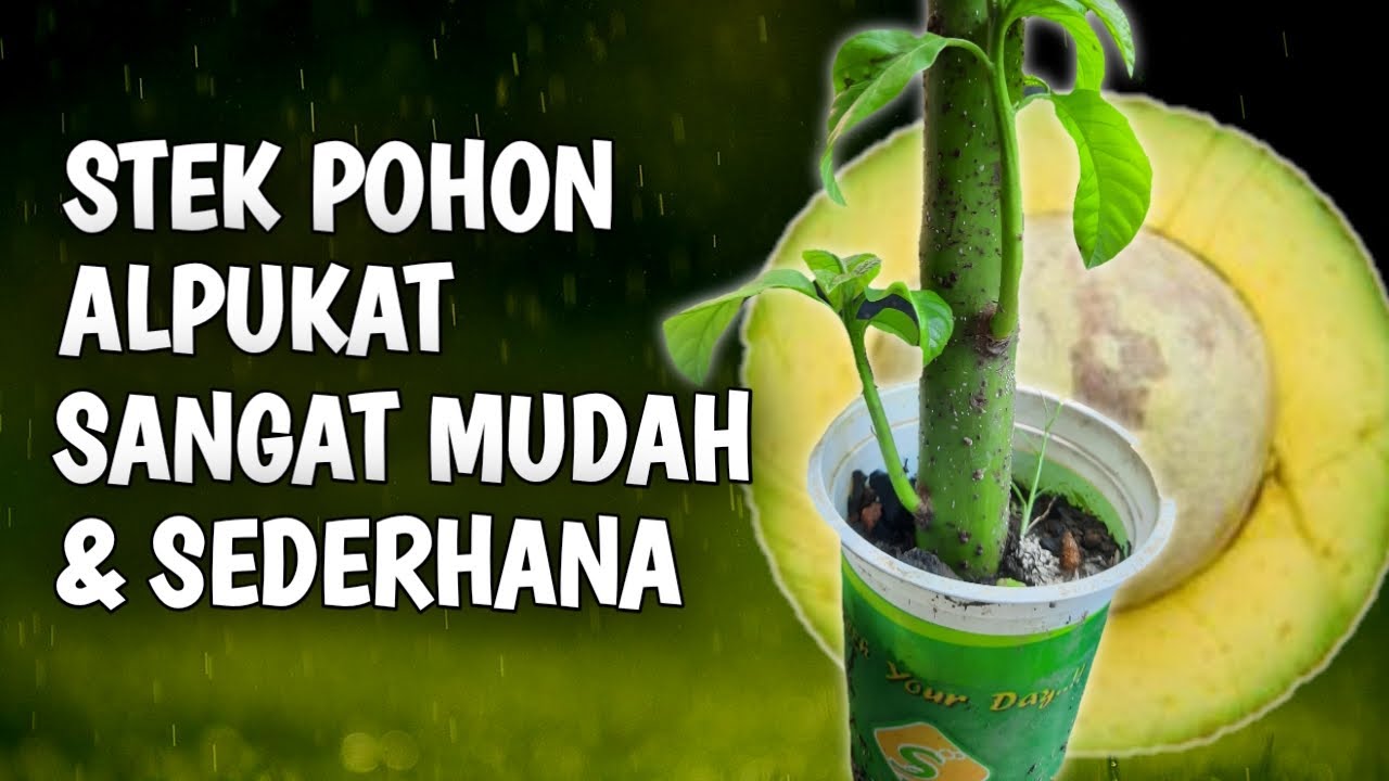 TERNYATA, STEK ALPUKAT ITU MUDAH & SEDERHANA !! EPS.68