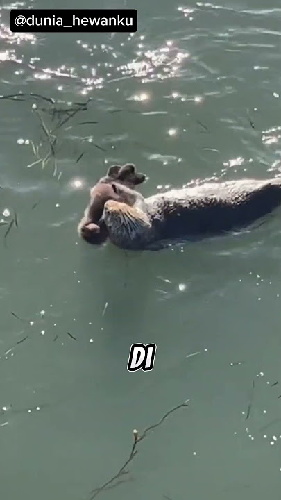 Uniknya berang-berang #duniahewan #otter