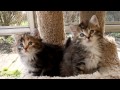 Siberian kittens - 6 weeks old