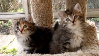 Siberian kittens  6 weeks old