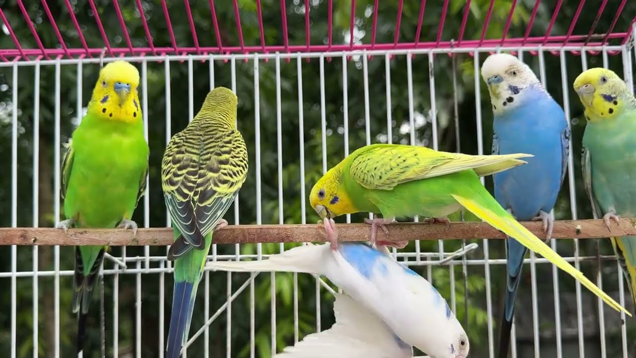 12 Hours of Budgie Best Friends - Mango and Chutney - Singing and Talking Sounds