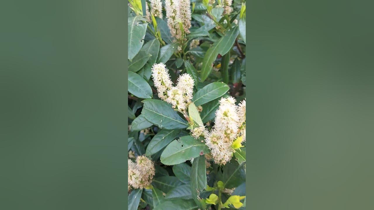 Цветение лавровишни Kirschlorbeer Blüte YouTube