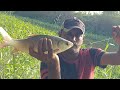 Rohu fish &amp; rupchand fish catch